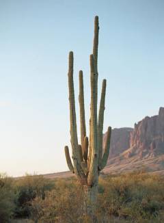 Anya Flower Free Pics Galleries